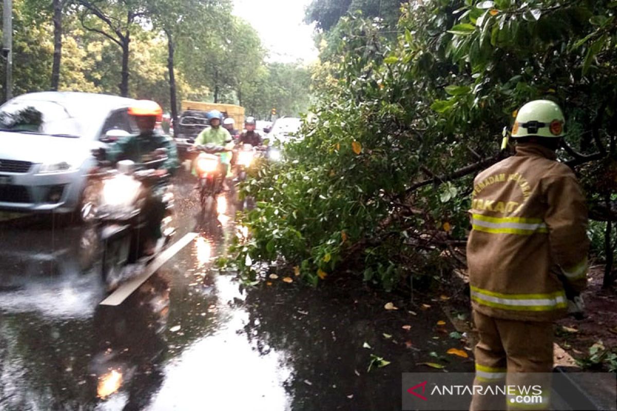 Damkar Jaktim evakuasi pohon tumbang di Jalan Halim Perdana Kusuma