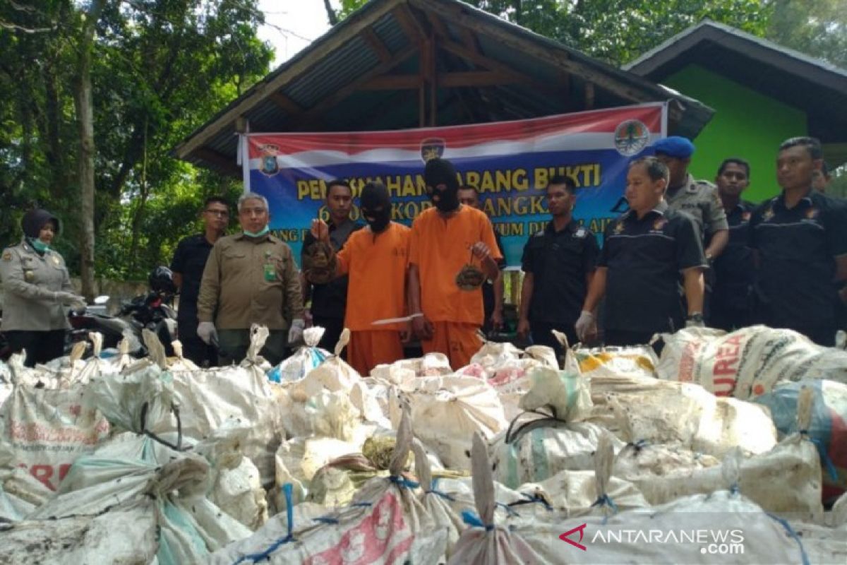 Polisi tetapkan dua tersangka penyelundupan belangkas ke Malaysia