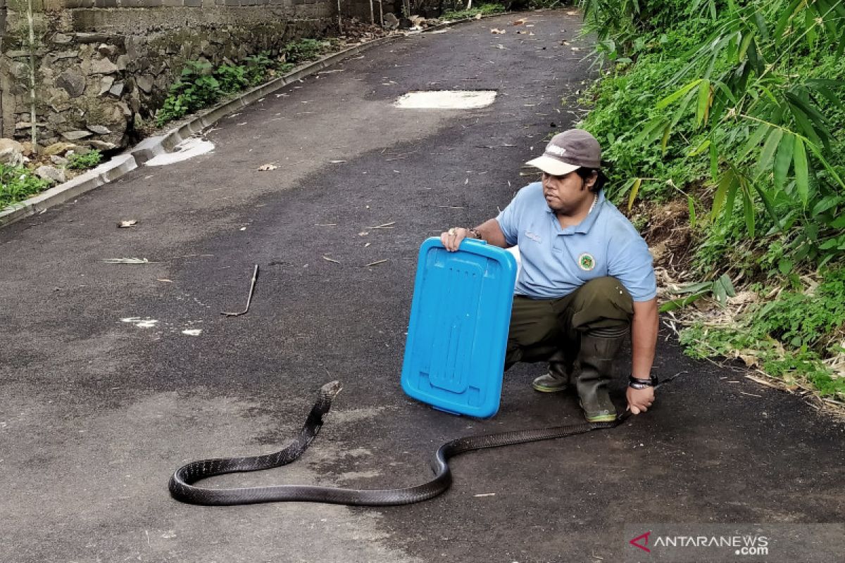 Penanganan pertama gigitan ular