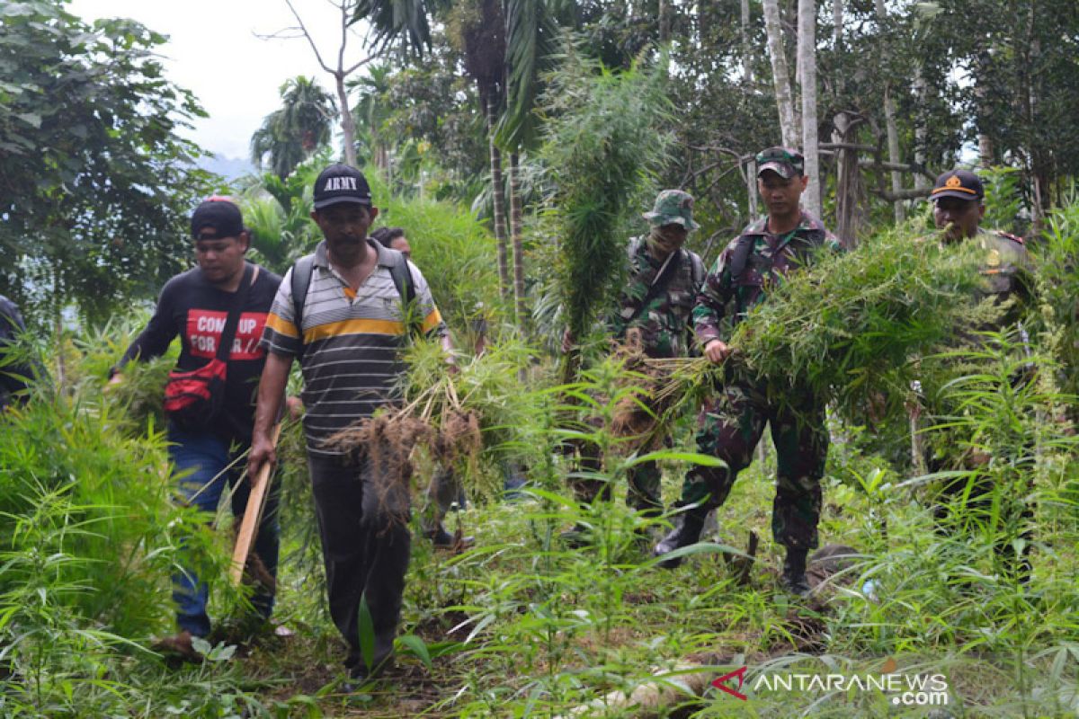 TNI-Polri musnahkan lima hektare ladang ganja di Aceh Utara