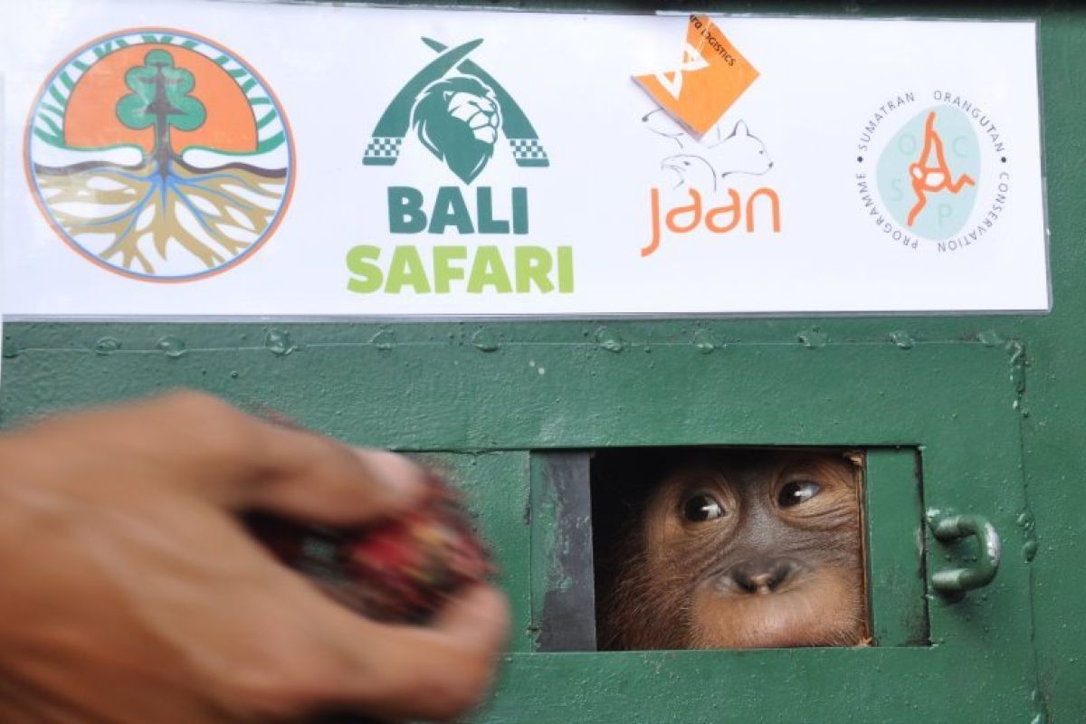 BKSDA Sumut jemput orangutan "Bonbon" untuk direhabilitasi