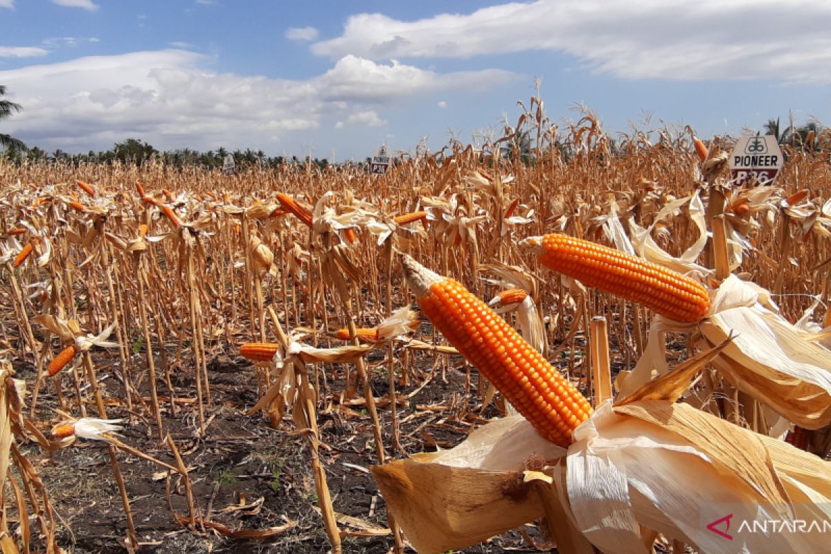 Mappindo: Limapuluh Kota bisa jadi sentra penghasil jagung