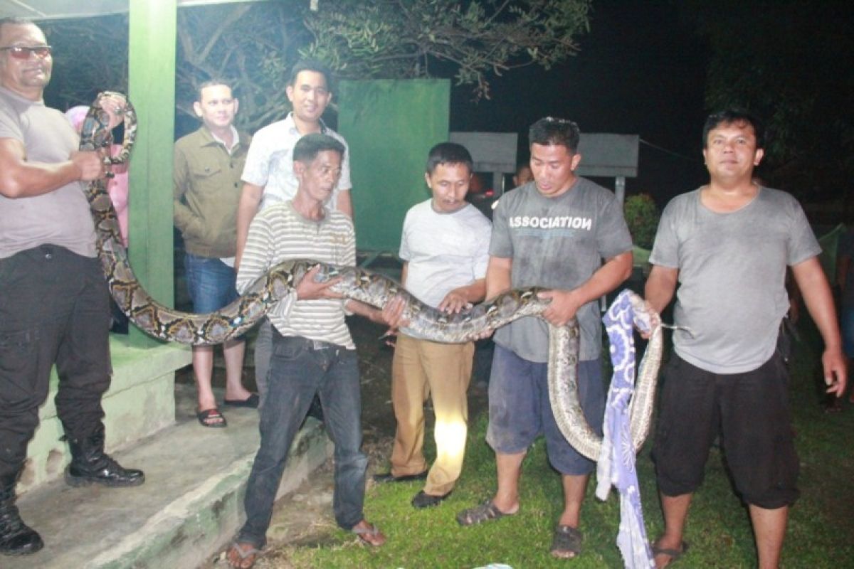 Warga temukan ular python 4,5 meter