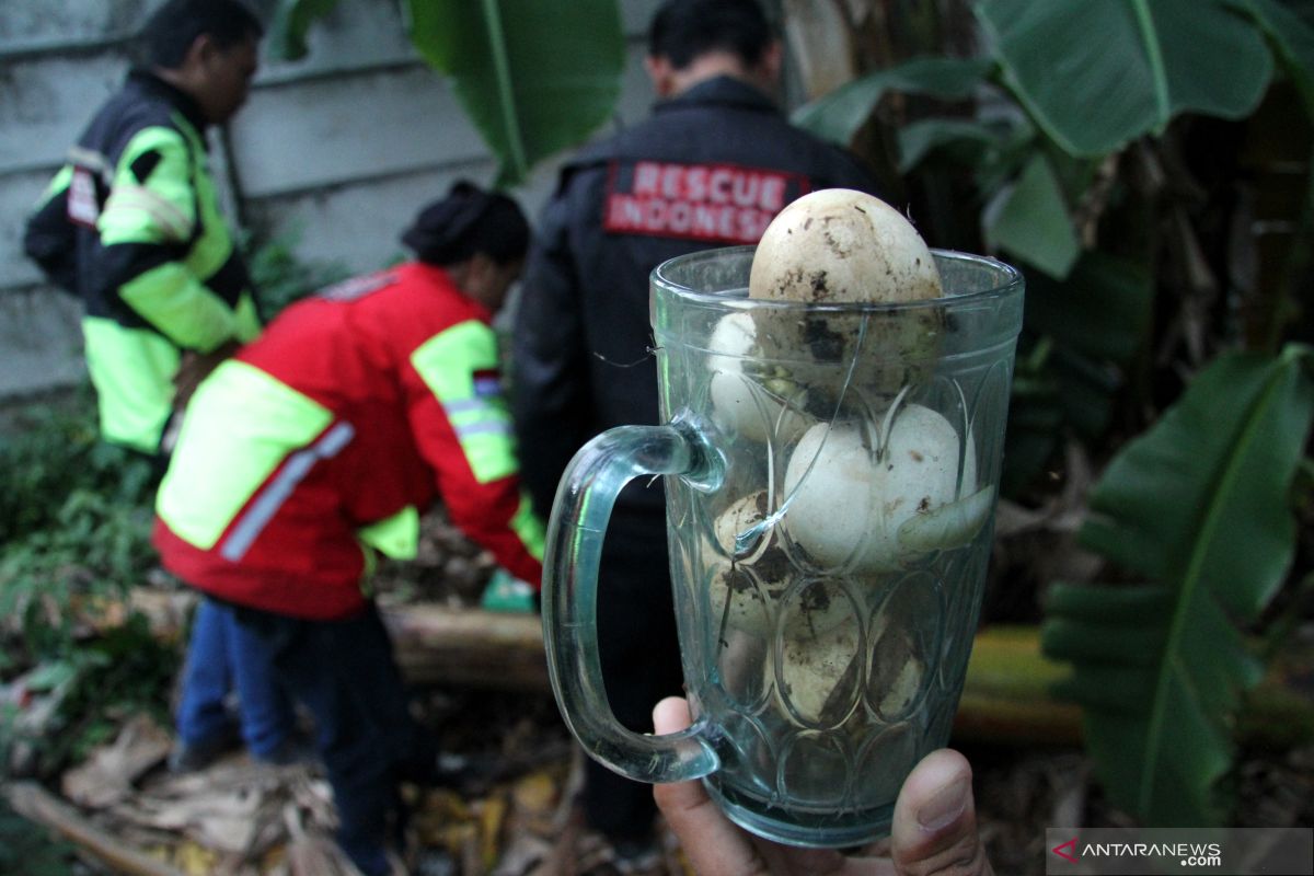 Baru tiga rumah sakit di Jaktim sediakan serum antibisa ular