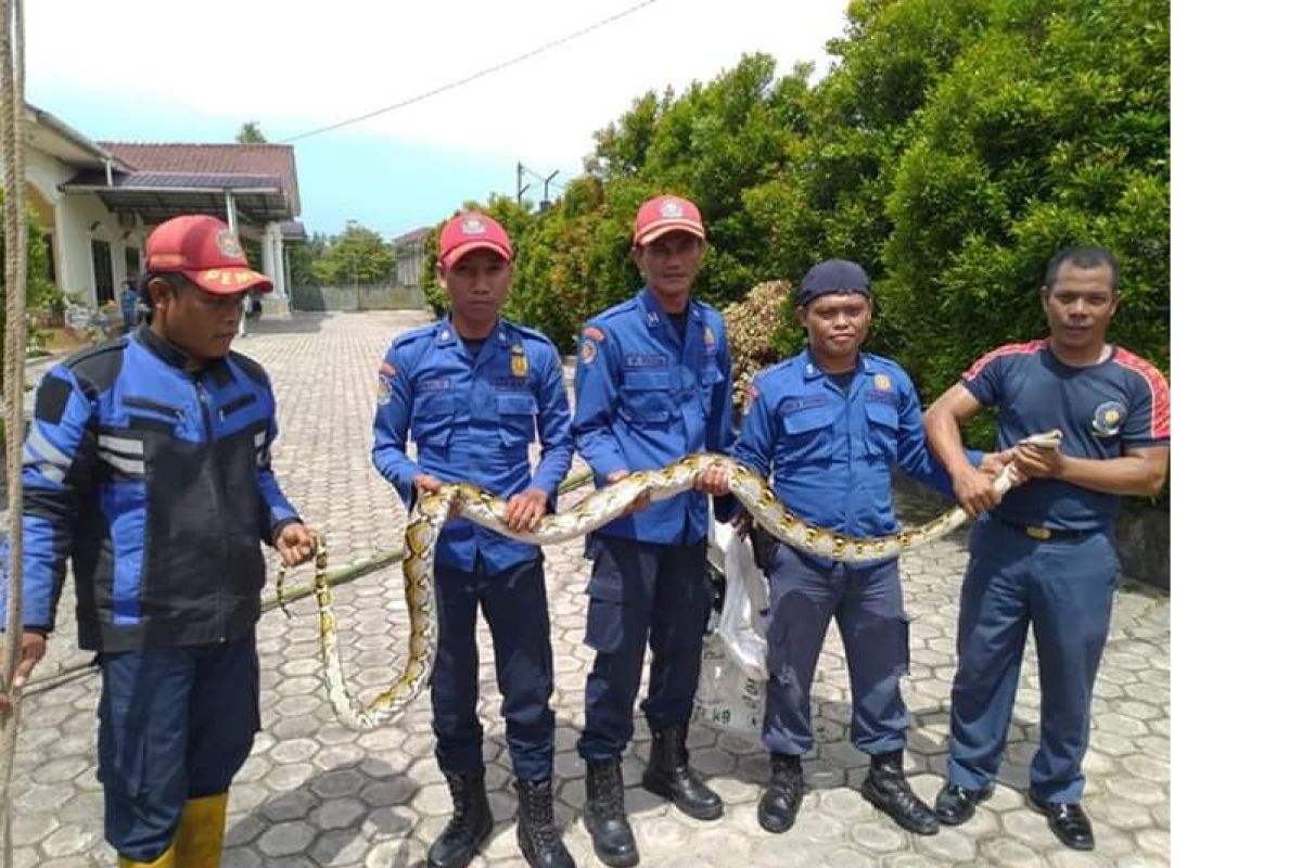 Satpol PP Belitung imbau waspadai kemunculan ular saat musim hujan