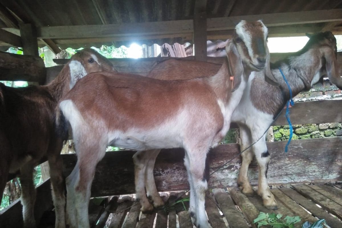 Distan Mukomuko salurkan puluhan kambing untuk petani