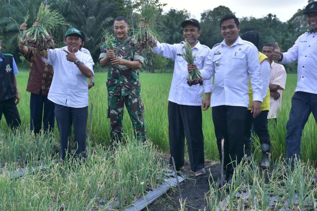 Aceh Tamiang ingin jadi lumbung bawang merah di Aceh