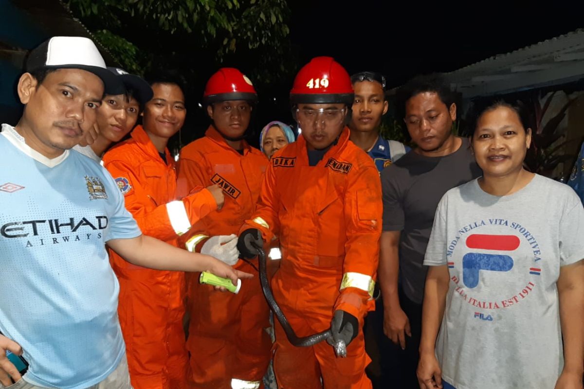 Petugas evakuasi induk ular kobra dari warung warga di Jeruk Purut