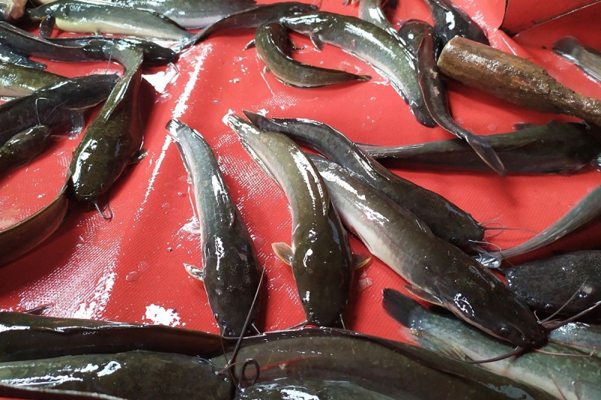 Harga ikan lele di Bandarlampung naik menjelang libur Natal dan Tahun Baru 2020