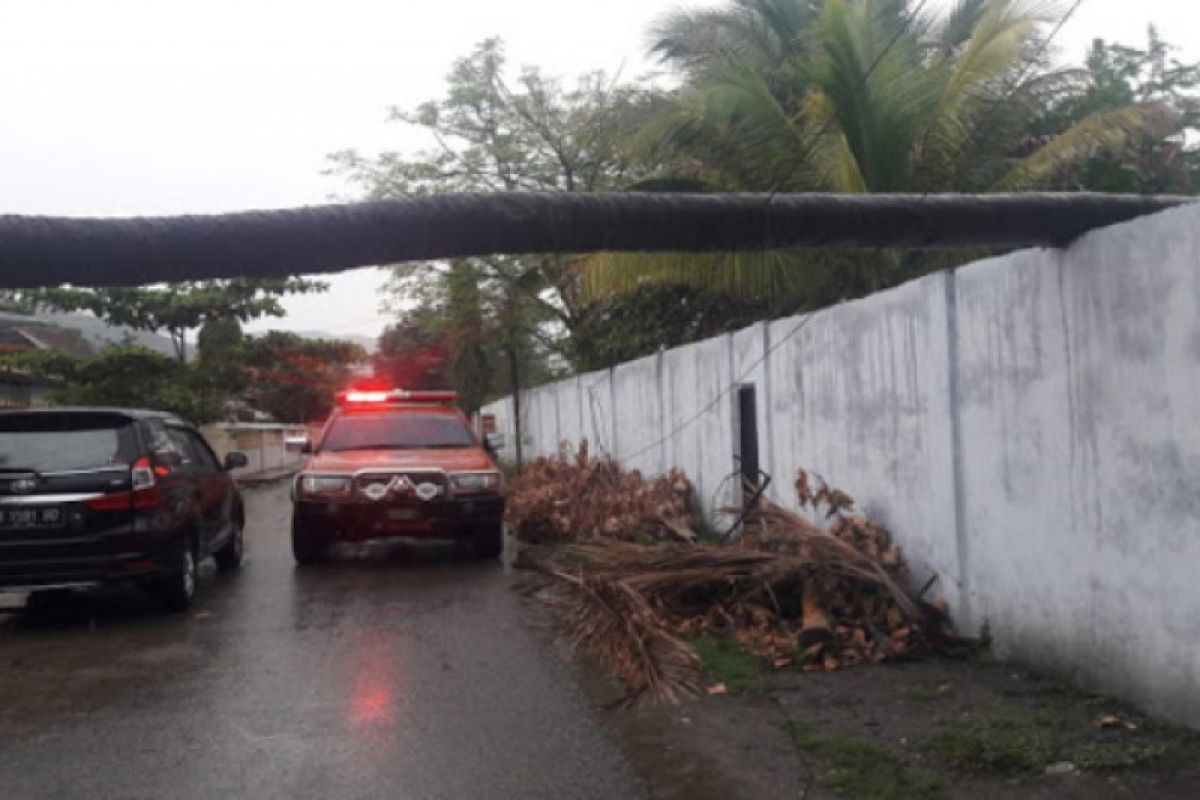 Kantor Imigrasi Bima tertimpa pohon kelapa