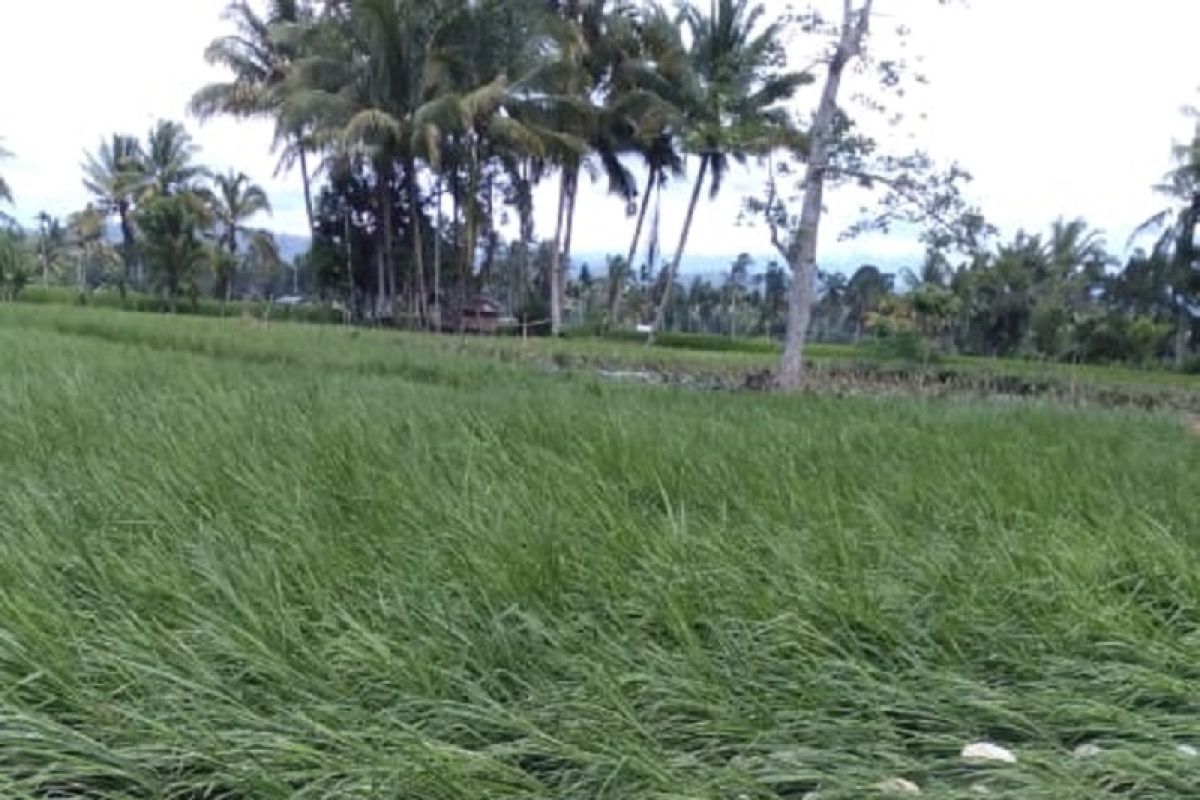 Ratusan hektare padi milik warga terendam banjir