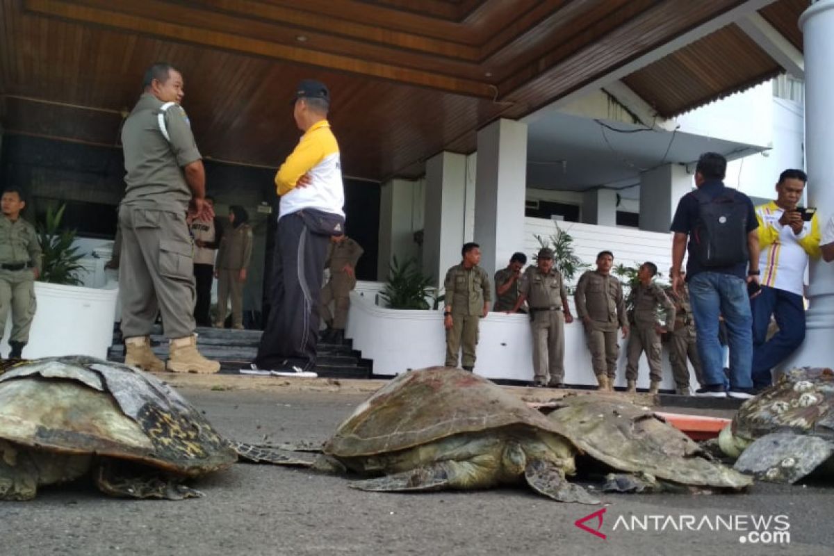 Bengkulu residents give four turtle carrions to governor