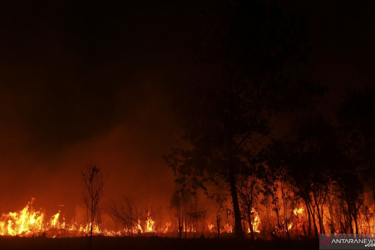 Kilas balik 2019 -  Karhutla dan harapan hutan 2020