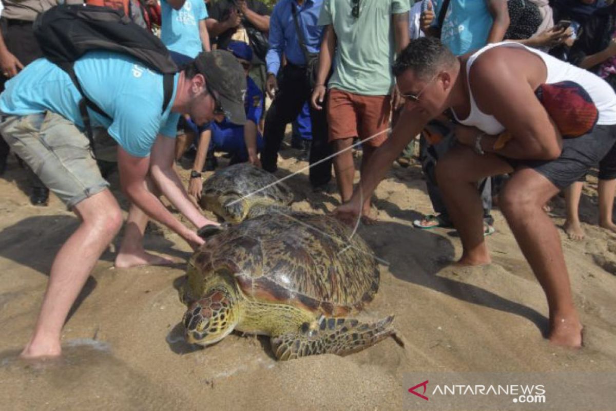 BKSDA Bali lepasliarkan enam ekor Penyu Hijau di Pantai Kuta