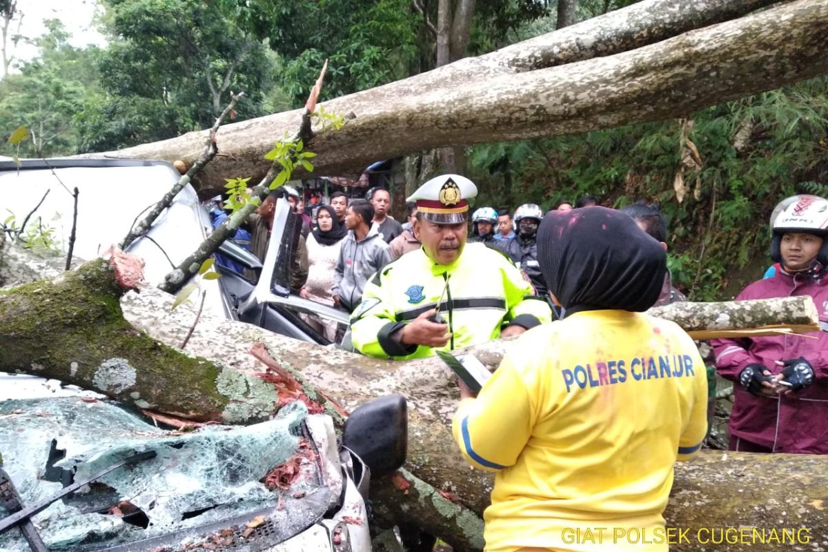 Pohon tumbang hantam minibus di jalur Cipanas-Cianjur