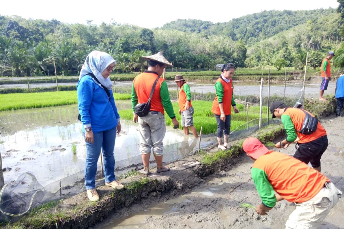 Bupati Landak minta kualitas varietas padi lokal Palawakng ditingkatkan