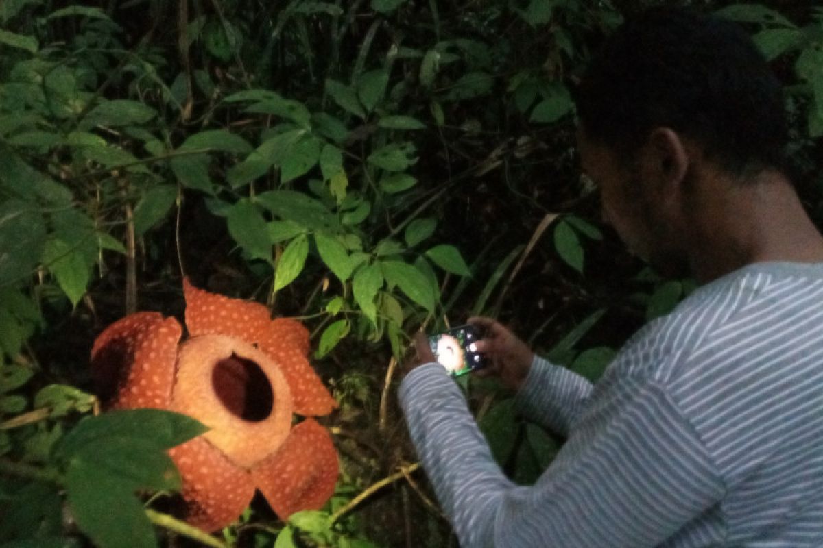 Delapan bunga Rafflesia di Kabupaten Agam akan mekar dalam sebulan ke depan