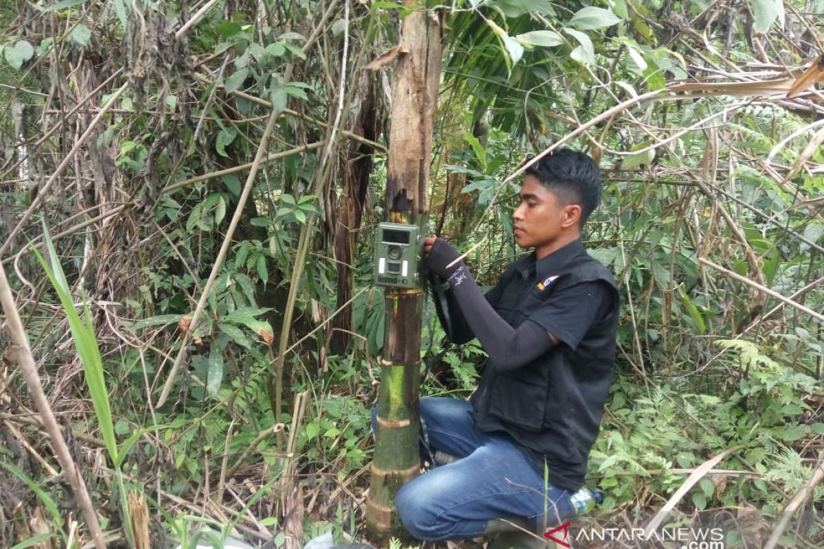 BKSDA Pasang Kamera Trap Pantau Satwa Dilindungi di Kebun Warga