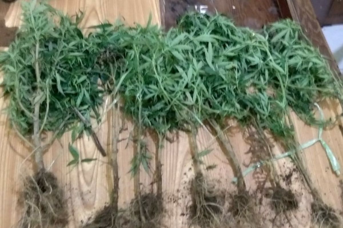 Polisi amankan tanaman ganja di perladangan Silimakuta Simalungun