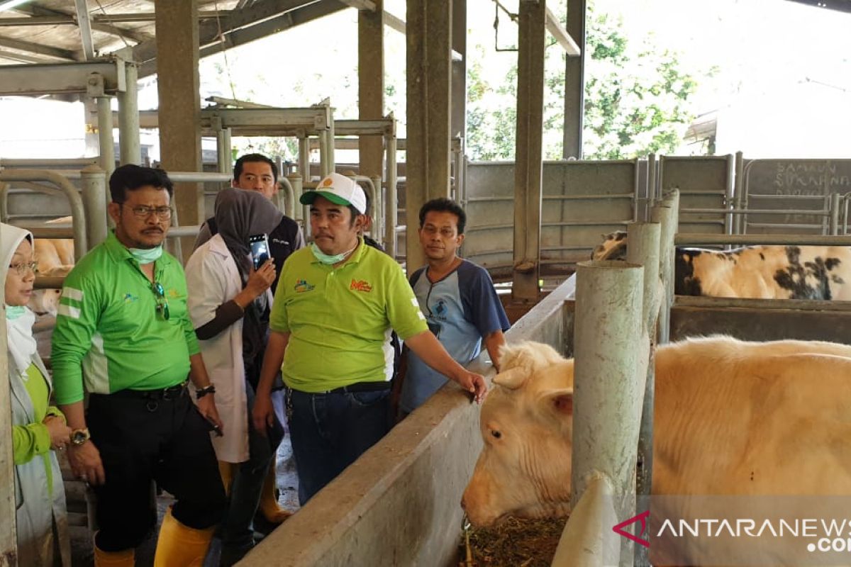 Mentan Syahrul petakan pengembangan sapi sesuai daerah