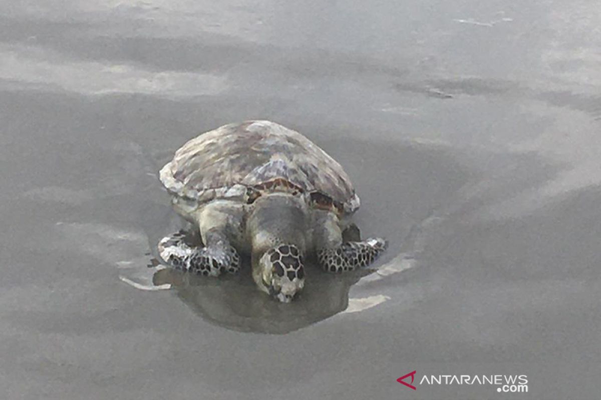 Pemancing temukan penyu mati yang ke-26 di pantai Teluk Sepang