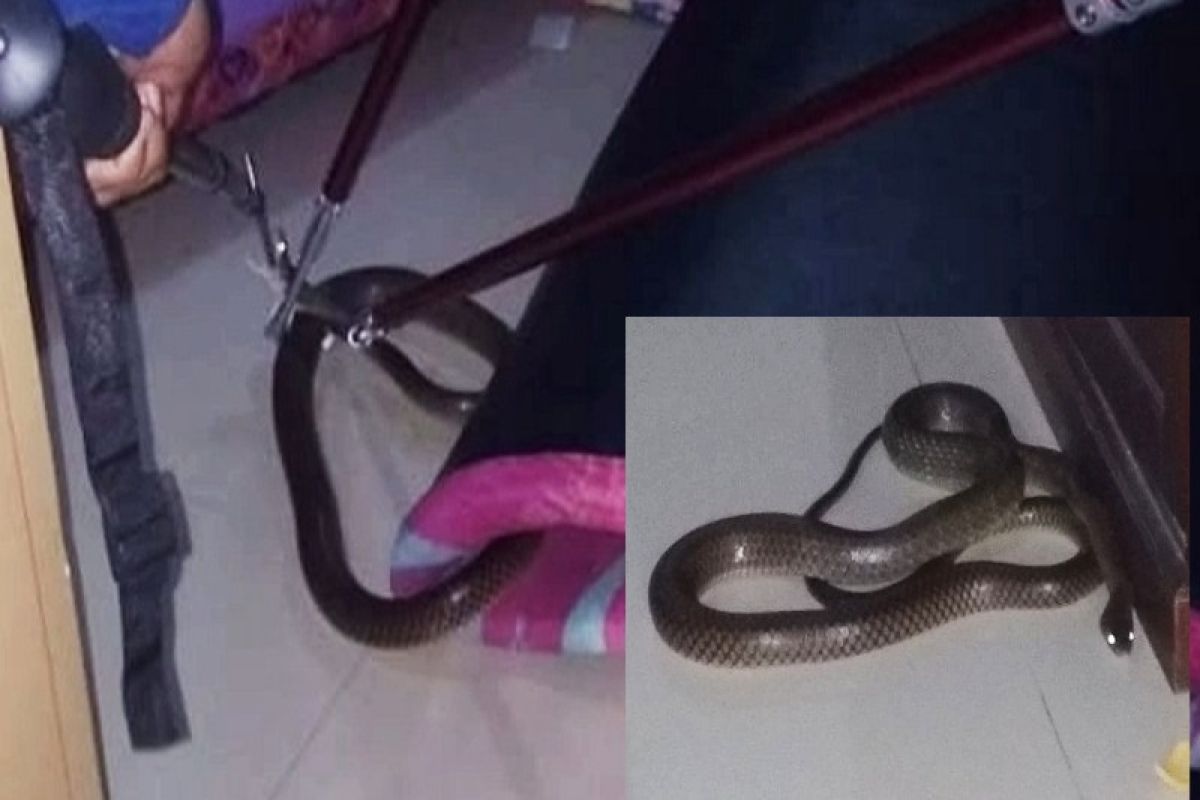 Warga kaget ular kobra besar muncul di kamar tidur