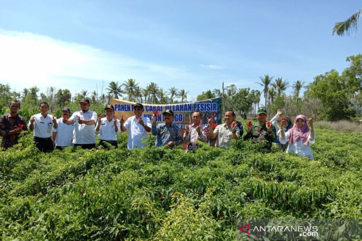 Pesisir selatan Kulon Progo dikembangkan sebagai sentra hortikultura