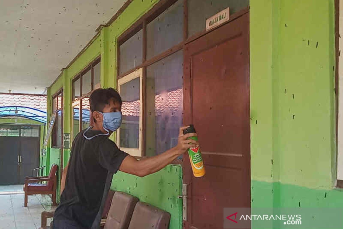 Ulat bulu menyerbu satu sekolah di  Cirebon