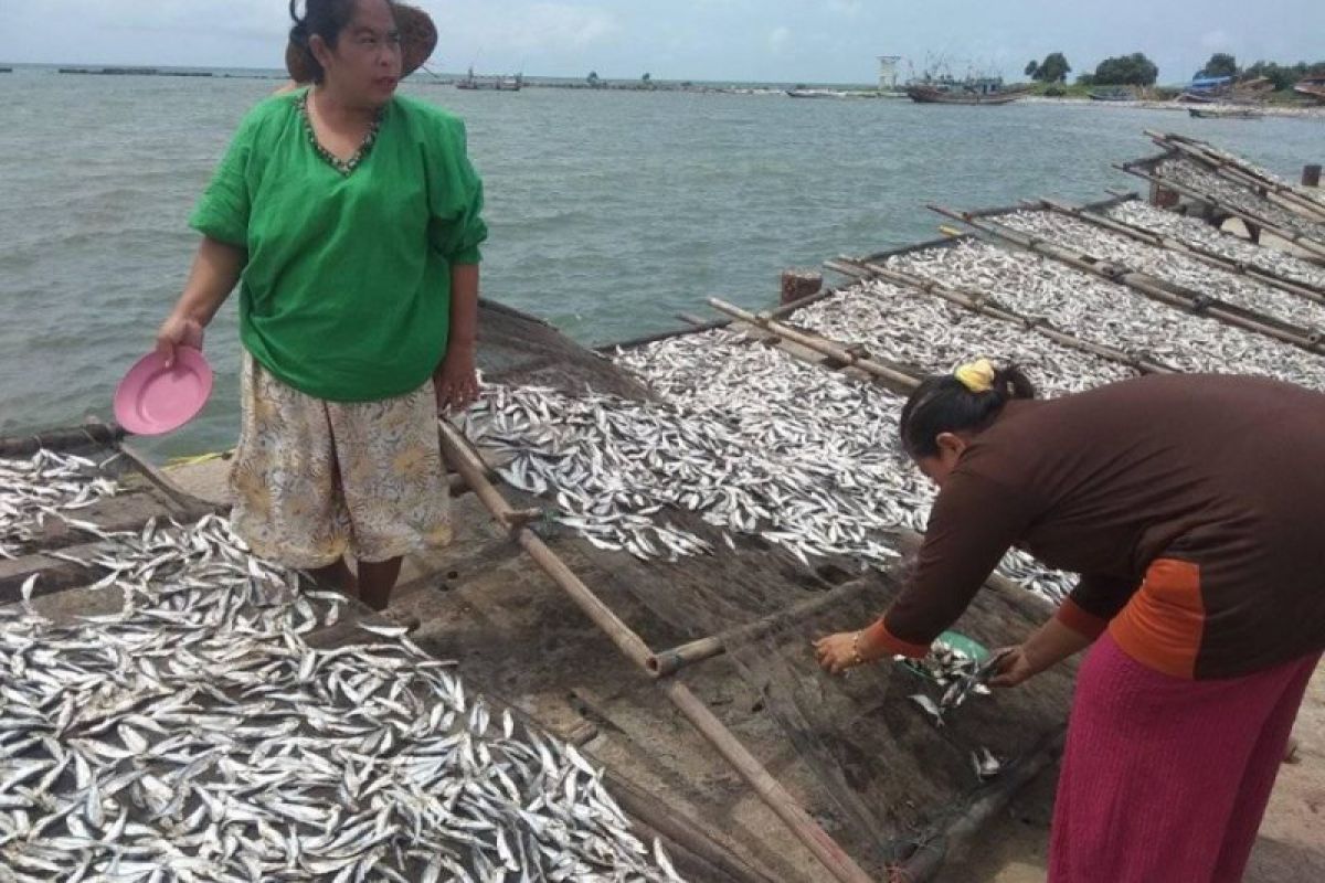 Setahun Pascatsunami Selat Sunda, tangkapan nelayan Pandeglang naik