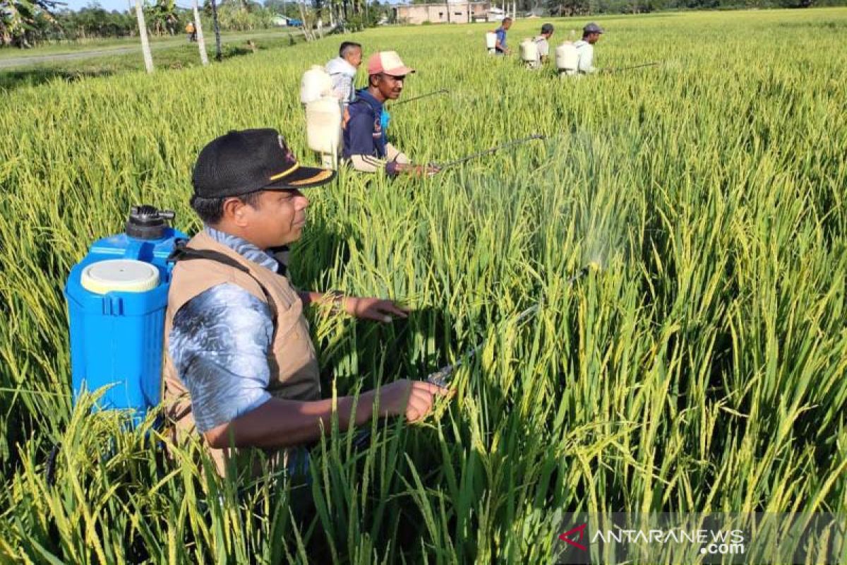 Basmi hama padi, petani Abdya lakukan penyemprotan massal