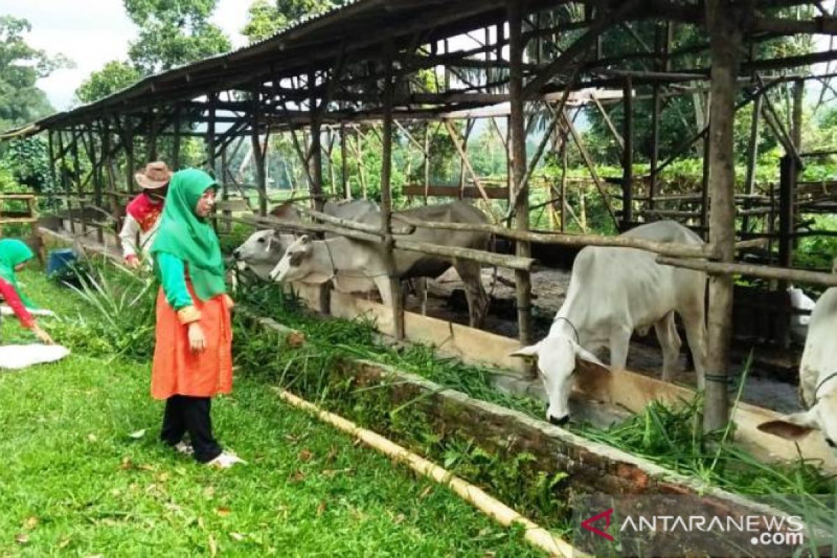 Pemprov Sumut kembangkan  berbagai jenis ternak di Tapanuli Selatan