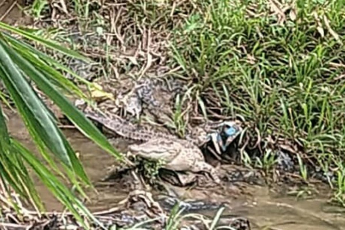 Cari buaya yang meresahkan warga, BKSDA telusuri Sungai Batang Tapakis