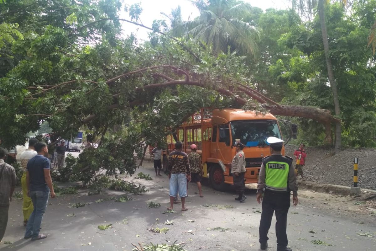 Pohon tumbang ke jalur pantura Situbondo timpa truk