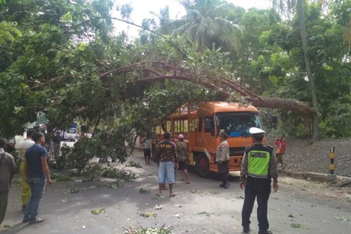 Pohon tumbang ke jalur pantura Situbondo timpa truk yang melintas