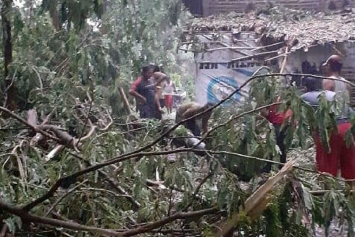 Sejumlah bangunan di Kediri rusak tertimpa pohon tumbang