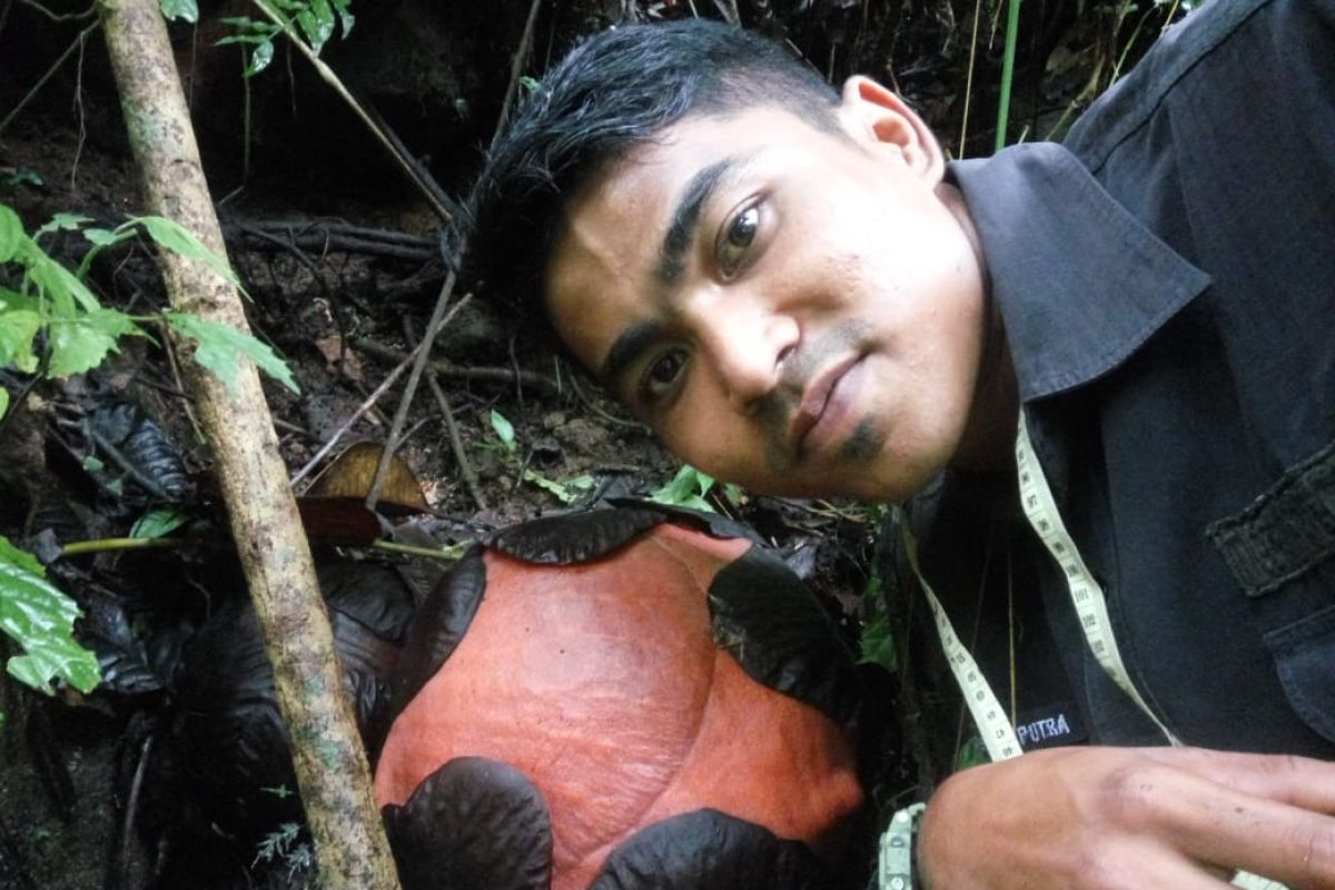 Bunga Rafflesia terbesar di dunia bakal mekar di Agam, di sini letaknya