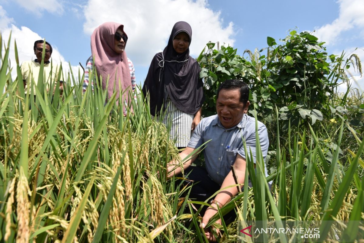 Wali Kota tinjau program pengabdian masyarakat Padangsidimpuan