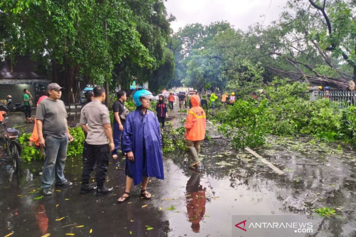 Solo diterjang puting beliung sejumlah pohon tumbang