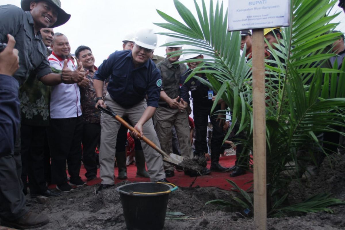 Peremajaan kebun  sawit di Musi Banyuasin capai 12.238 hektare