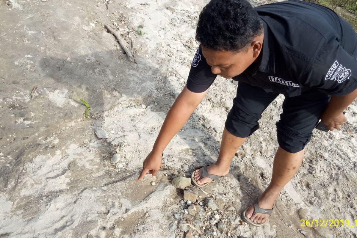 Harimau Sumatera mangsa seekor anak sapi di Sungai Jariang Agam