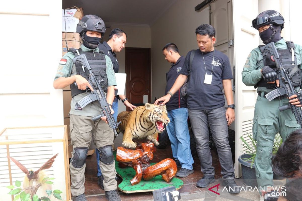 Satwa langka diawetkan disita polisi dari rumah pengemudi "koboi" Lamborgini