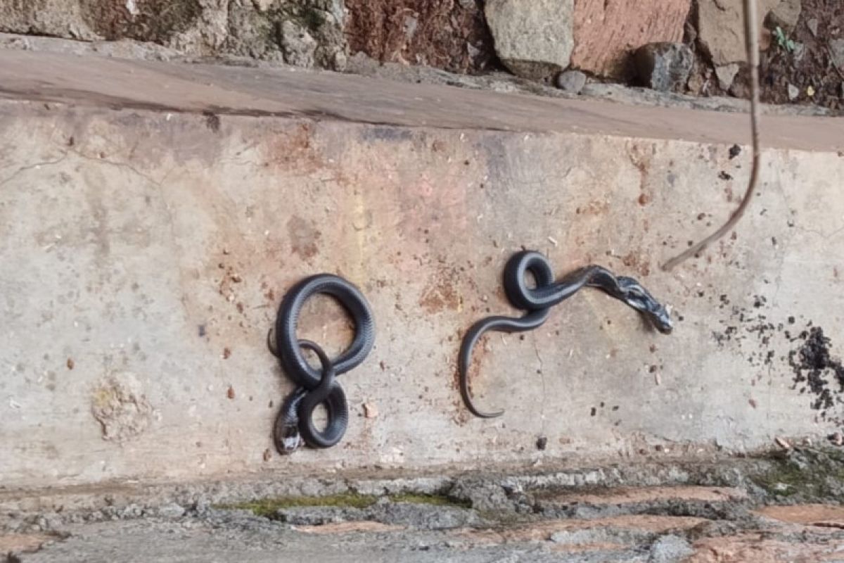 Belasan anak kobra muncul di permukiman warga
