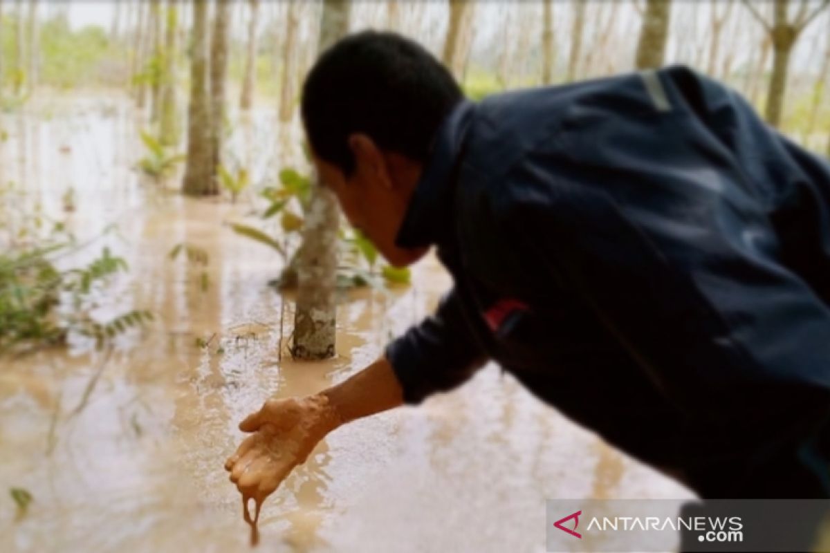 Ratusan pohon karet warga Toboali tercemar lumpur limbah tambang