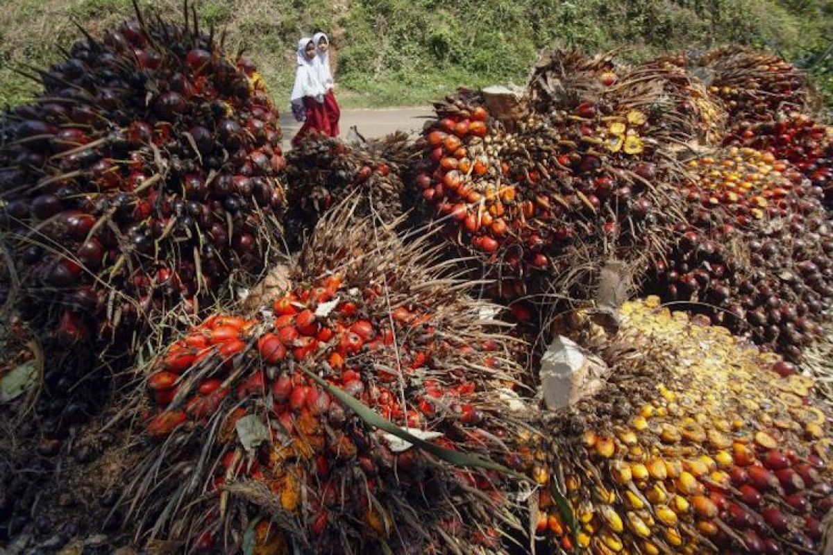 Peneliti Indef nilai tujuan UE diskriminasi sawit ingin kuasai energi