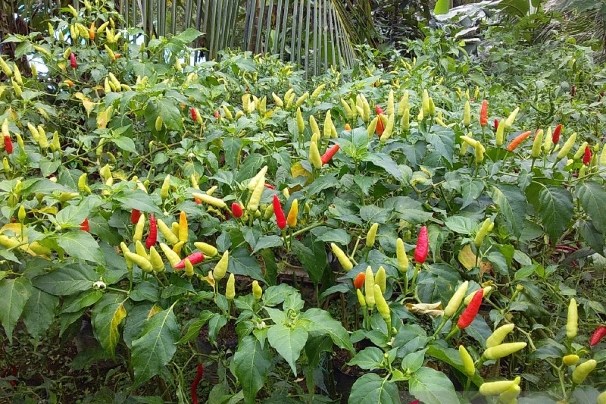 Petani di Tahuna Barat Kepulauan Sangihe mulai panen cabai