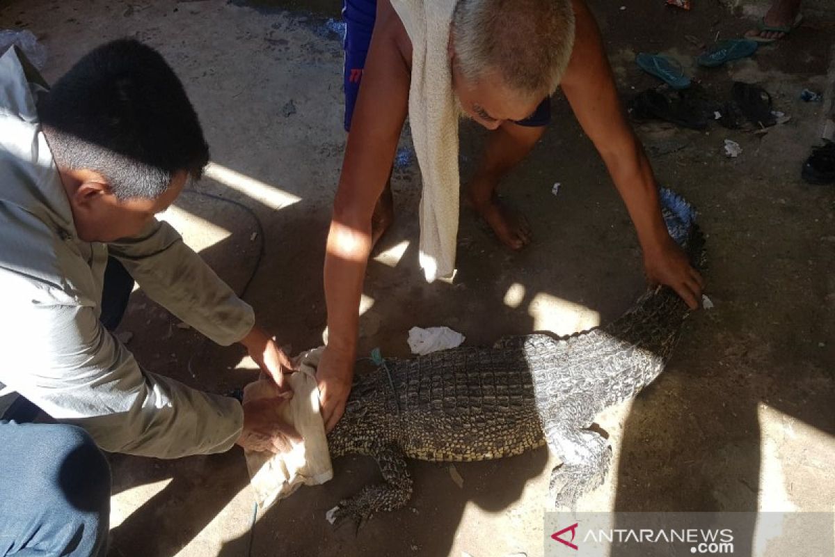 Di Konawe, warga tangkap buaya muara yang masuk di jaring nelayan