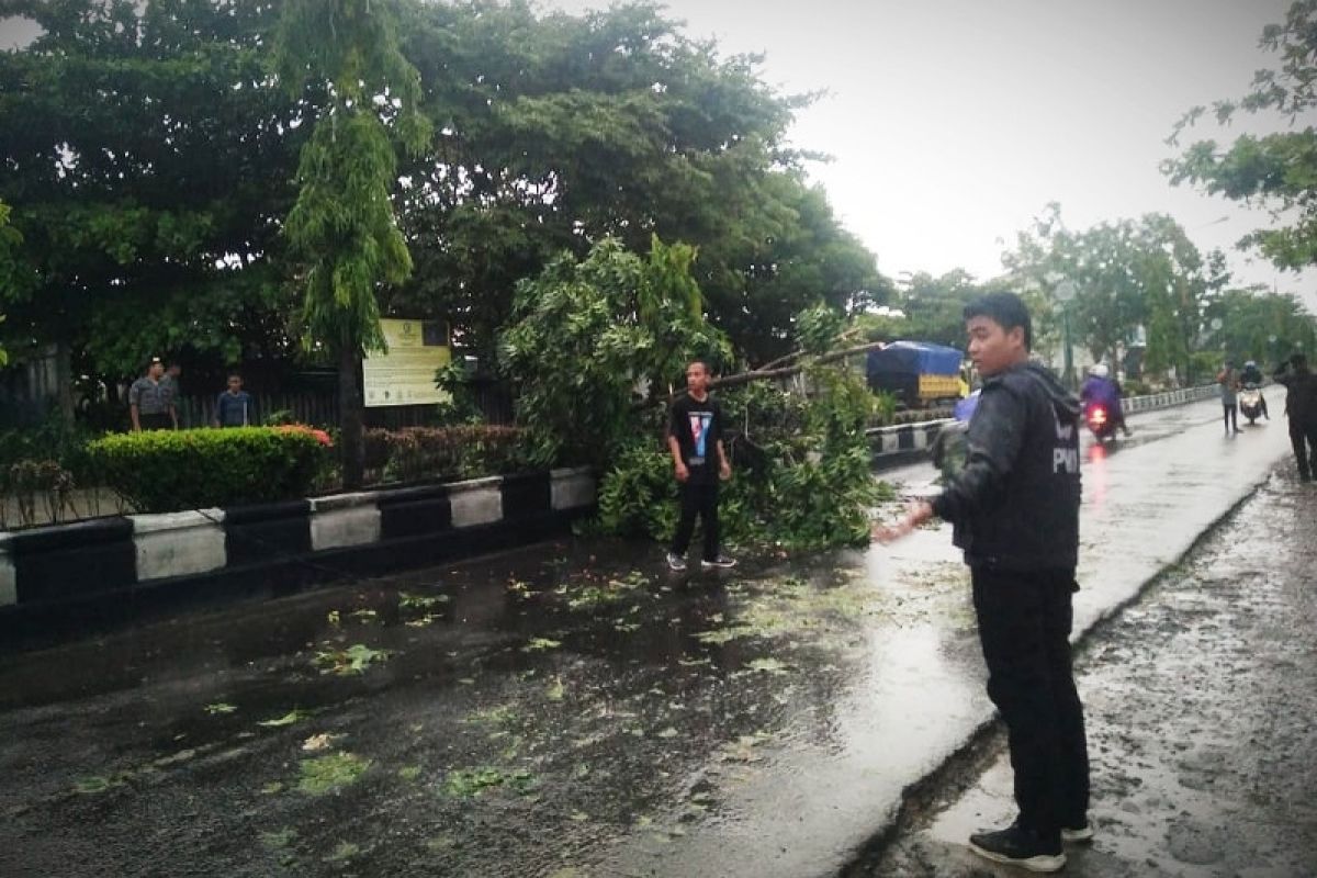 Pohon di Sampit bertumbangan akibat angin kencang