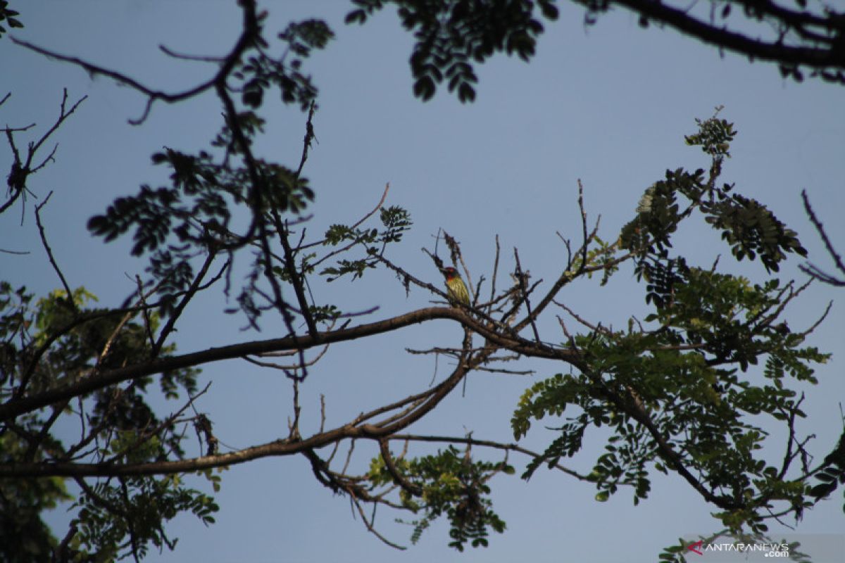 20 spesies burung hidup di kompleks Kampus Unej