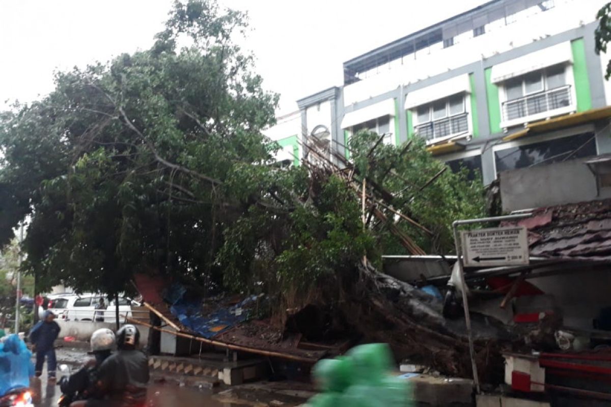 Pohon beringin tumbang timpa tiga kendaraan di Pasar Minggu