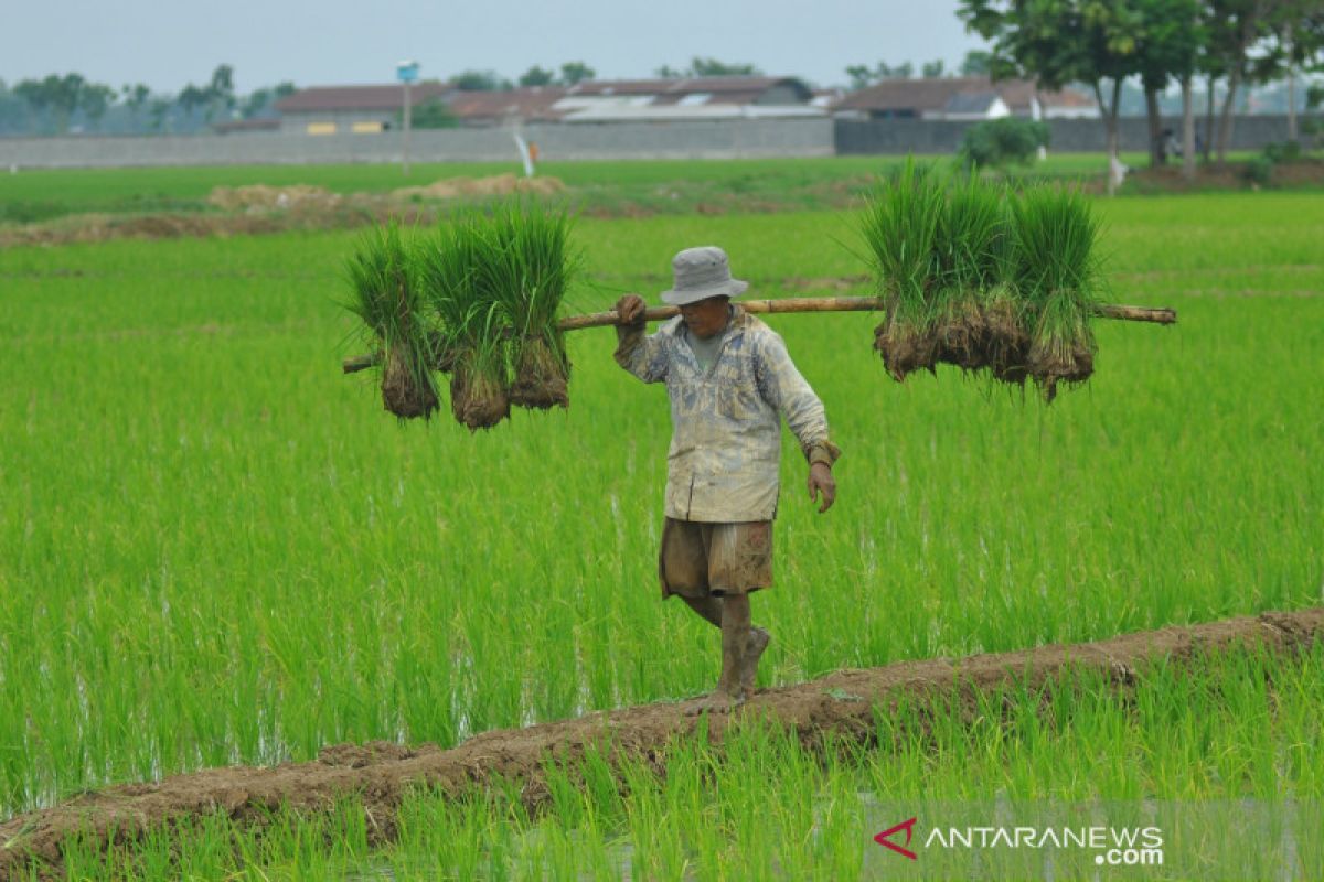 Kementan memproduksi benih tahan kekeringan